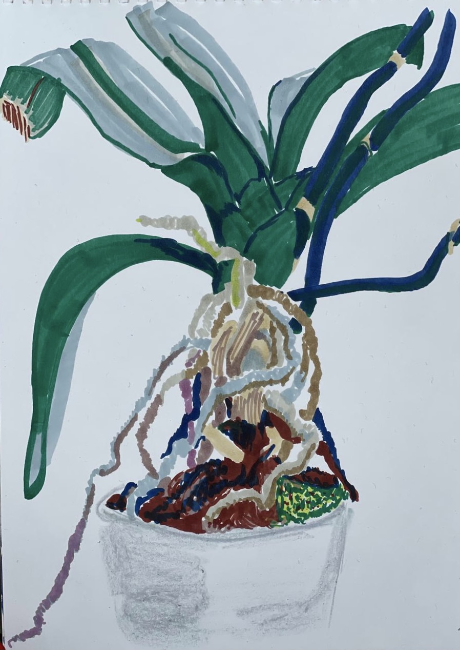 Illustration of a potted plant