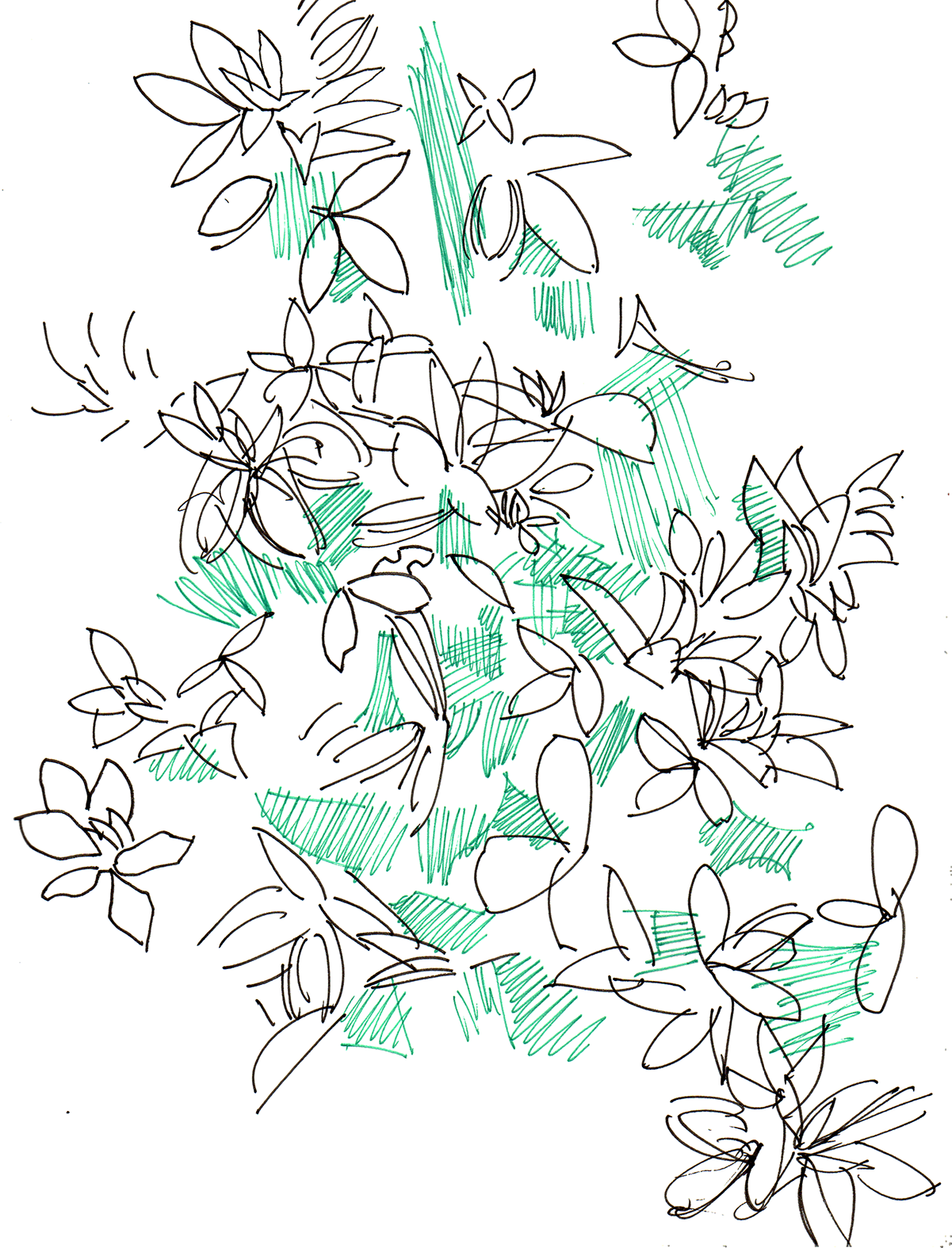 Illustration of leaves and flowers